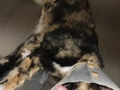 -萌兽医馆·犬猫专科·眼科中心·宠物医院(朝阳门分院)