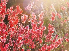 -桃花涧