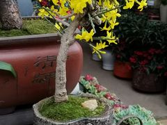 -武汉花鸟市场