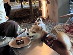 -J Create城市露营咖啡·简餐·宠物(上海动物园店)