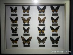 -上海昆虫博物馆