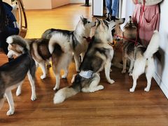 -Husky Go! 哈士奇体验馆·宠物咖啡厅狗咖