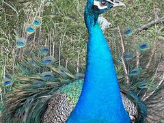 -上海动物园(地铁站)