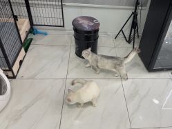 -镁连社·美联社