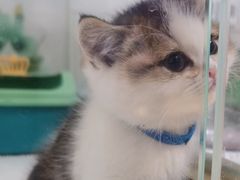 -糯米喵星人总部直营旗舰店·猫舍·幼猫出售