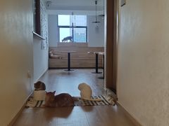 -猫腻·猫咖·撸猫馆(星光大道店)