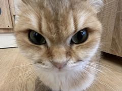 -有喵·猫咖·狗咖·40+猫狗有小奶狗(岗厦店)