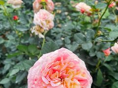 -人民公园(罗湖区)