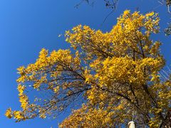 -三里屯东五街银杏大道