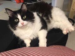 -彩虹桥宠物火化殡葬善终服务(金乐大厦店)