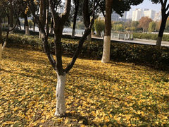 -后襄河公园