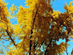 -三里屯东五街银杏大道