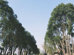 -朴园