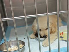 -东莞宠友24H宠物中心医院·转诊夜诊·异宠(新河北路院)