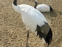 -盐城丹顶鹤湿地生态旅游区