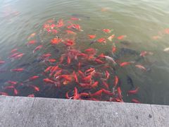 -小白鲨工夫潮膳(曲江店)