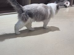 -藏猫猫咖啡主题馆(中央大道店)