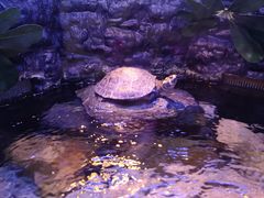 -上海海洋水族馆