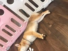 -柯斗斗主题餐厅·狗咖·围炉煮茶·茶饮(国瑞升平里店)