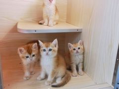 -十年猫舍·猫咪专门店(普陀店)