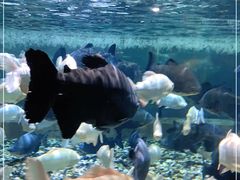 -成都浩海立方海洋公园