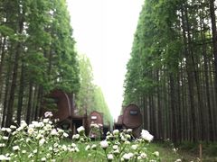 景点-黄海国家森林公园