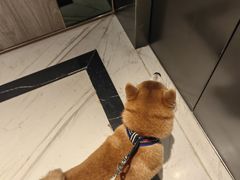 -瑞鹏宠物医院·骨科·猫科·内科(第一中心)