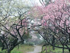 -香雪海