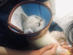 -乐派堂宠物医院·猫友好· 心脏科(东街店)