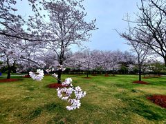 -顾村公园