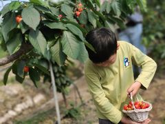 -菊园百果园
