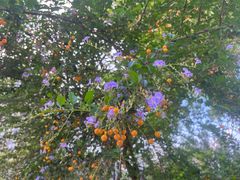 -四川大学(华西校区)