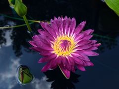 -上海辰山植物园