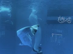 -海合安成都极地海洋公园
