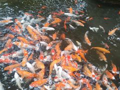 -南宫五洲植物乐园