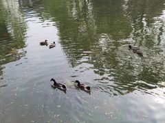 -团结湖公园