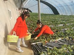 -昌平兴寿秀秀草莓采摘园