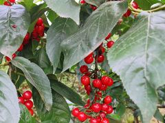 -樱桃山旅游景区