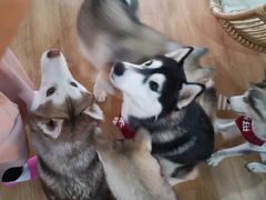 -Husky Go! 哈士奇体验馆·宠物咖啡厅狗咖
