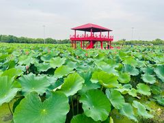 -嘉北郊野公园