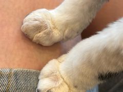 -有喵·猫咖·狗咖·30几只猫10只小狗(岗厦店)