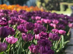 -东南花都花博园