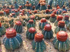 -深圳仙湖植物园