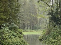 -桤木河湿地公园