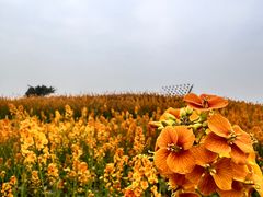 -三圣花乡旅游区