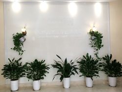 -碧莲盛·不剃发植发