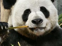 -栾川竹海野生动物园