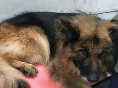 -宠福鑫康馨动物医院·骨科·眼科