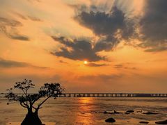 -宝安西湾红树林湿地公园