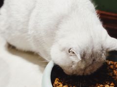 -猫亿天猫咖